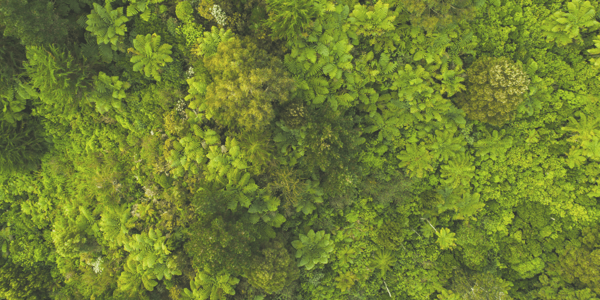Bright green trees from above